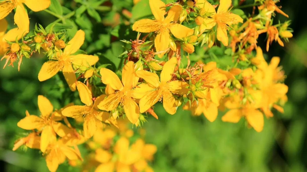 Plante Millepertuis Récolté au Sud de l'Algérie - Sèche Sac 50 Gr – Image 4