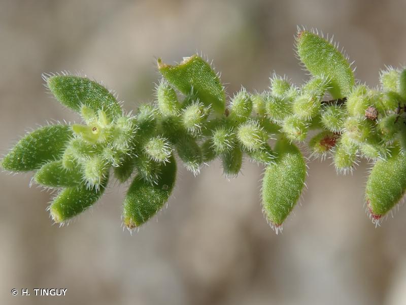 Plante Herniaire Velue - Casse-Pierre - Saxifrage Granulata - Récolté au Sud de l'Algérie - Sèche Sac 50 Gr – Image 4