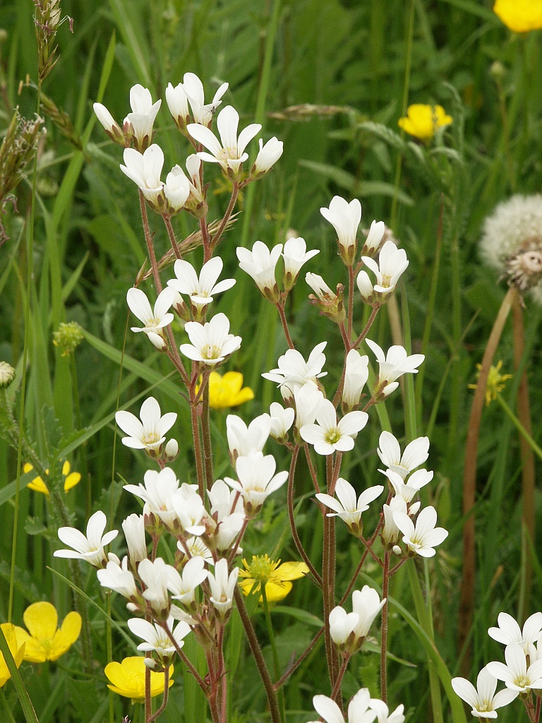 Plante Herniaire Velue - Casse-Pierre - Saxifrage Granulata - Récolté au Sud de l'Algérie - Sèche Sac 50 Gr – Image 5